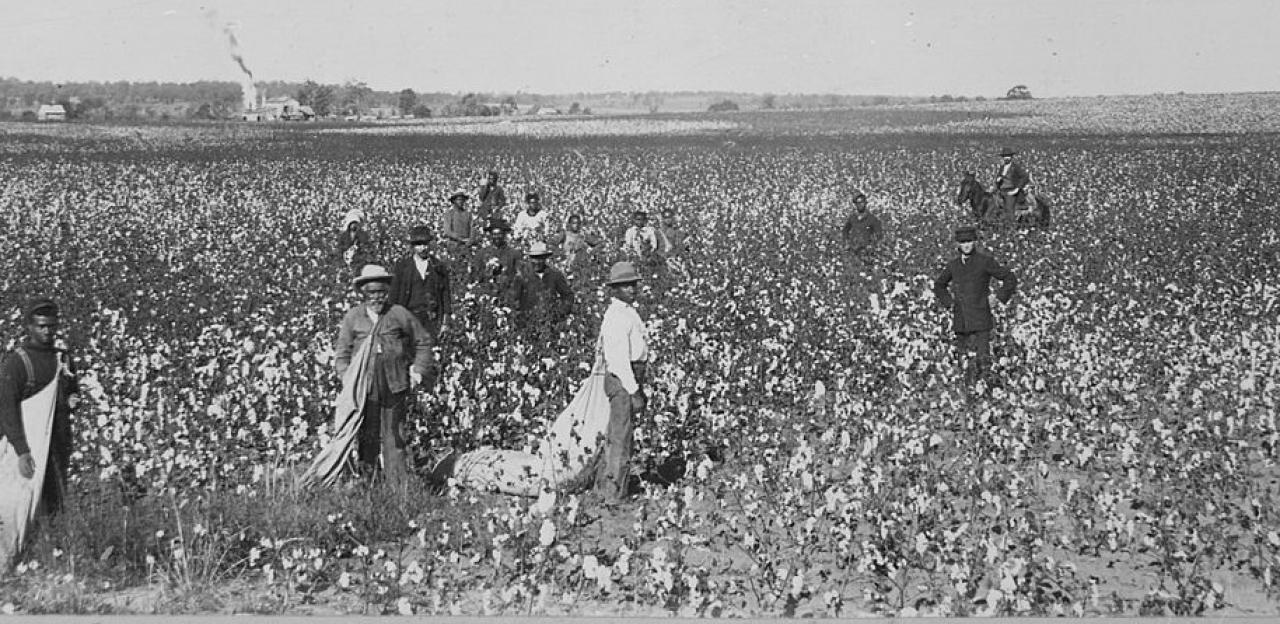 Cotton Field - Landscape